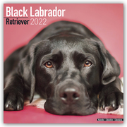 Black Labrador Retriever - Schwarzer Labrador 2022