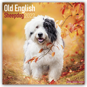 Old English Sheepdog - Bobtails 2022