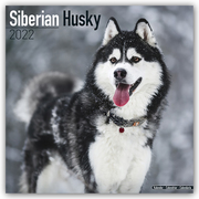 Siberian Husky - Sibirische Huskies 2022