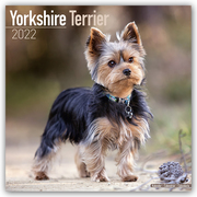 Yorkshire Terrier - Yorkshire Terrier 2022