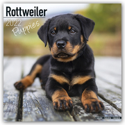 Rottweiler Puppies - Rottweiler Welpen 2022