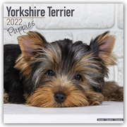 Yorkshire Terrier Puppies - Yorkshire Terrier Welpen 2022