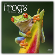 Frogs - Frösche 2022
