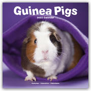 Guinea Pigs - Meerschweinchen 2022