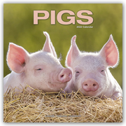 Pigs - Schweine 2022