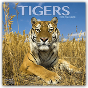 Tigers - Tiger 2022