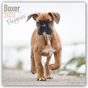 Boxer Puppies - Boxer Welpen 2022