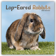 Lop-eared Rabbits - Kaninchen mit Hängeohren/Widderkaninchen 2022