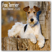 Fox Terrier Wire Haired - Drahthaar Foxterrier 2022