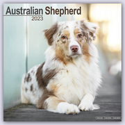 Australian Shepherd - Australische Schäferhunde 2023