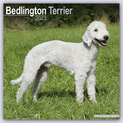 Bedlington Terrier 2023 - 16-Monatskalender
