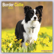 Border Collie 2023