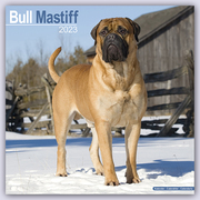 Bull Mastiff 2023 - 16-Monatskalender