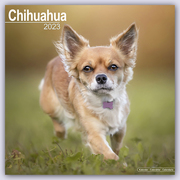Chihuahua 2023