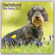 Wirehaired Dachshund - Rauhhaardackel 2023 - 16-Monatskalender