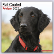 Flat-Coated Retriever 2023