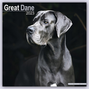 Great Dane - Dänische Dogge 2023 - 16-Monatskalender - Cover