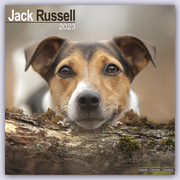Jack Russell 2023