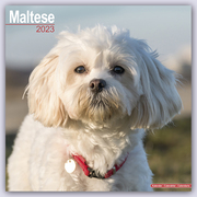 Maltese - Malteser 2023