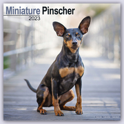 Miniature Pinscher - Zwergpinscher 2023