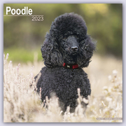 Poodle - Pudel 2023 - 16-Monatskalender