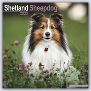 Shetland Sheepdog - Shelties 2023