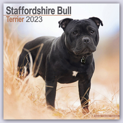 Staffordshire Bull Terrier - Staffordshire Bull Terrier 2023