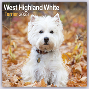 West Highland White Terrier - Westies 2023