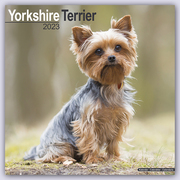 Yorkshire Terrier - Yorkshire Terrier 2023 - 16-Monatskalender