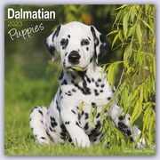 Dalmatian Puppies - Dalmatiner Welpen 2023 - 16-Monatskalender