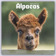 Alpacas - Alpakas 2023 - 16-Monatskalender