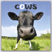 Cows - Kühe 2023