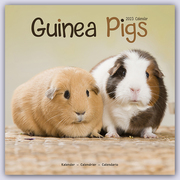 Guinea Pigs - Meerschweinchen 2023 - 16-Monatskalender