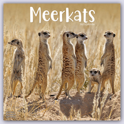 Meerkats - Erdmännchen 2023 - 16-Monatskalender