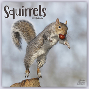 Squirrels - Eichhörnchen - Grauhörnchen 2023 - 16-Monatskalender