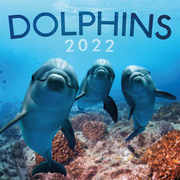 Dolphins/Delfine 2022