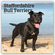 Staffordshire Bull Terriers - Staffordshire Bull Terrier 2019