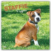 Staffie Puppies - Staffordshire Bull Terrier Welpen 2019