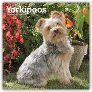 Yorkipoos - Yorkie Poos 2019 - 16-Monatskalender mit freier DogDays-App