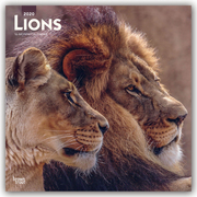 Lions - Löwen 2020 - 16-Monatskalender
