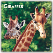 Giraffes - Giraffen 2020 - 16-Monatskalender
