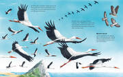 Die großen Tierreisen - Unterwegs mit dem kleinen Storch: für alle Entdeckerinnen und Entdecker: besondere Tiere, weite Reisen und spannende Karten - Abbildung 1