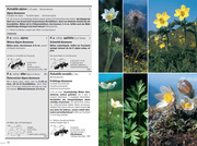 Flora Helvetica - Illustrierte Flora der Schweiz - Abbildung 1