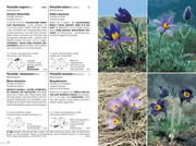 Flora Helvetica - Illustrierte Flora der Schweiz - Abbildung 2