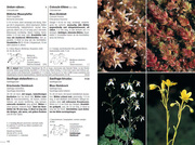 Flora Helvetica - Illustrierte Flora der Schweiz - Abbildung 3