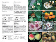Flora Helvetica - Illustrierte Flora der Schweiz - Abbildung 4