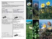 Flora Helvetica - Flore illustrée de Suisse - Abbildung 1
