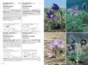 Flora Helvetica - Flore illustrée de Suisse - Abbildung 2
