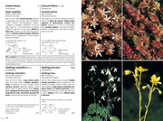 Flora Helvetica - Flore illustrée de Suisse - Abbildung 3