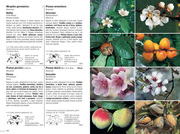 Flora Helvetica - Flore illustrée de Suisse - Abbildung 4